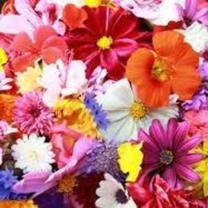 Meet your Posher, Salma